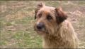 dr dolittle 3-avi_442.jpg